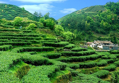 绿之韵黑茶种植生产基地